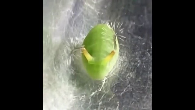 The Curetis acuta caterpillar has a bizarre reaction if it gets surprised or scared.