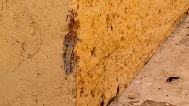 Colony of ants carry lizard up a wall