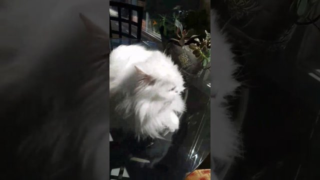 For 3 years, she recorded the deaf cat's reactions to her homecoming