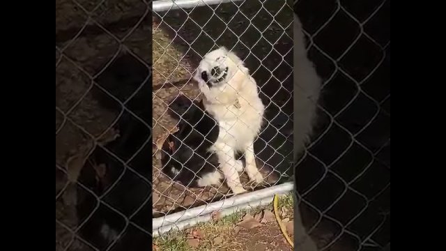 Beware of Dog at the Gate [VIDEO]