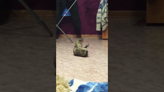 Cat Practicing its Dance Moves
