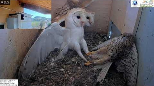 Kestrel messes with the wrong guy. A kestrel falls into a nest of owl