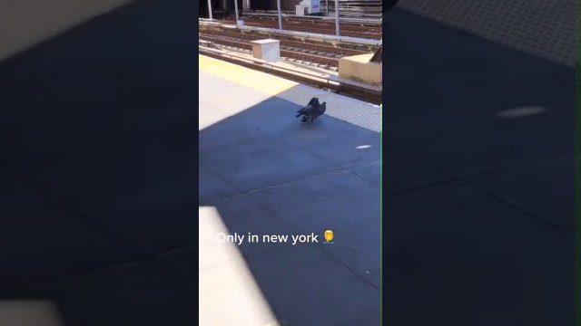 Two Pigeons Push Another Pigeon And Throw Them In Front Of Moving Train