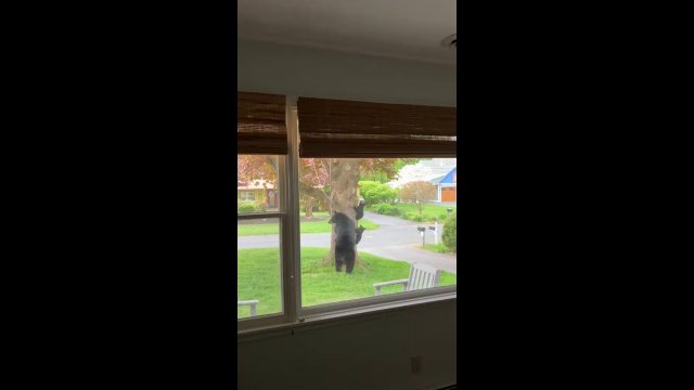 Little teddy bears climbing a tree in this persons garden [VIDEO]