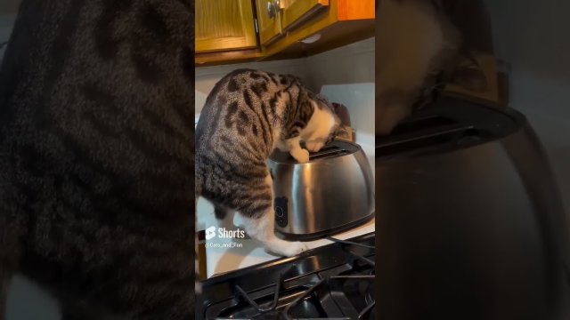 Maggie ruining the toaster she thought  [VIDEO]