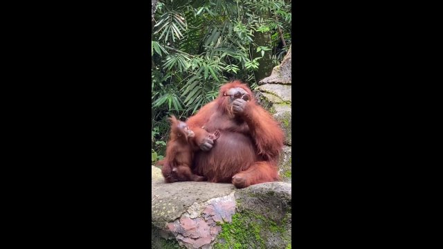 Orangutan wears sunglasses zoo visitor drops