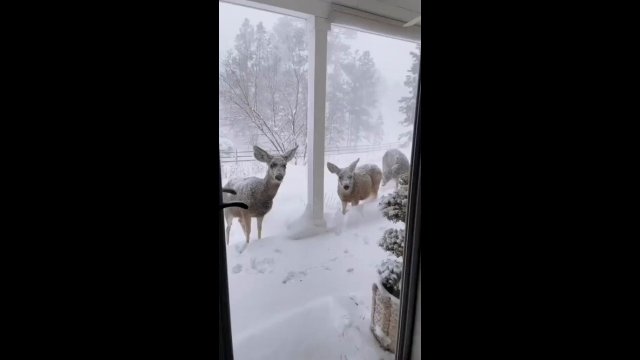 When you open your back door and see this, do you feed them? [VIDEO]