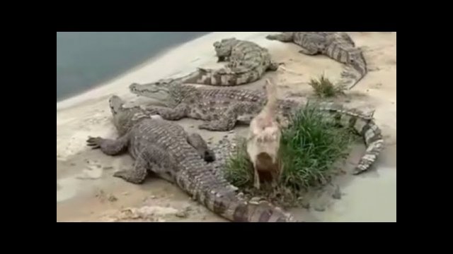 Duck walks up to crocodile and.....