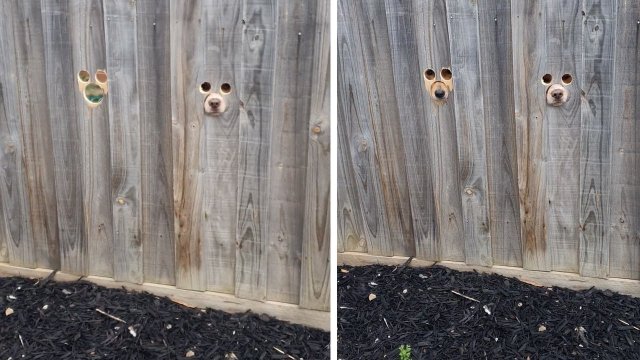 Excited cogs poke their face through hole in fence