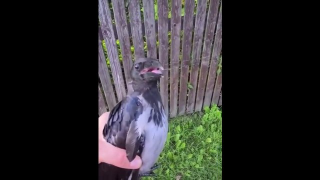 Man Rescues Crow Stuck in Fence