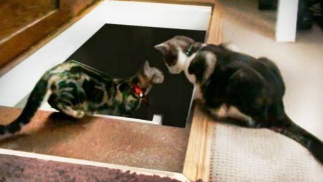 Cat Pushes another Cat Down the Stairs [VIDEO]
