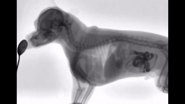 Dog eating as seen through an X-Ray [VIDEO]