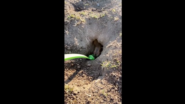 Giving a gopher a helping hand digging