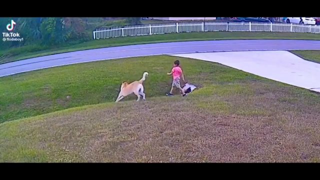 German Shepherd saves little boy from attack [VIDEO]