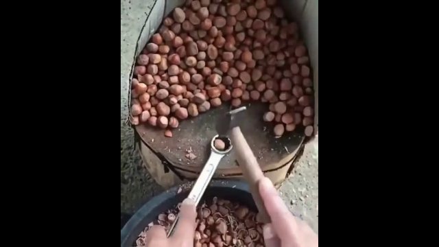 Cracking hazelnuts with a wrench