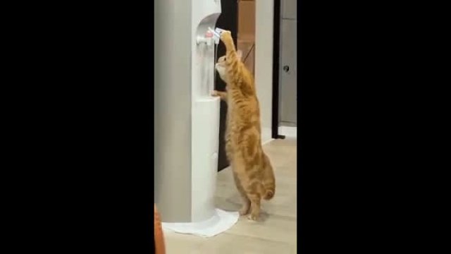 When cat learn how to use water dispenser