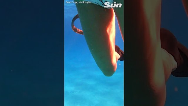 Venomous sea snake scares life out of snorkeler [VIDEO]