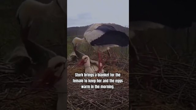 Stork brings a blanket for the female to keep her and the eggs warm in the morning [VIDEO]