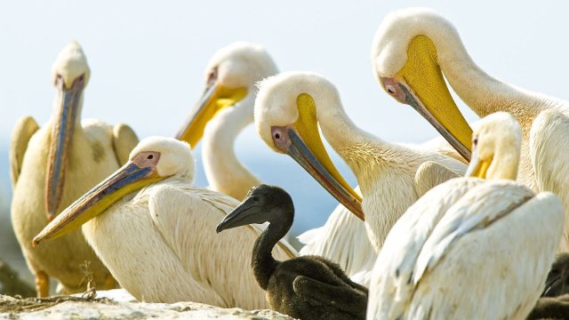 Pelicans Feast On Cape Gannet Chicks