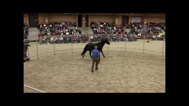 Watch Monty Roberts put first saddle, bridle and rider up in 30 minutes on Corona