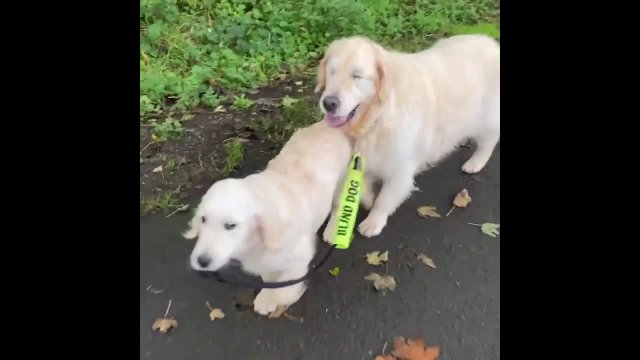 Blind dog gets his own guide dog!