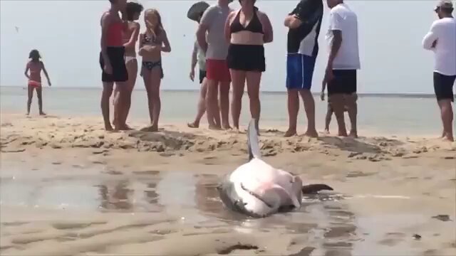 People rescuing a Great White Shark that beached itself chasing a seagull [VIDEO]