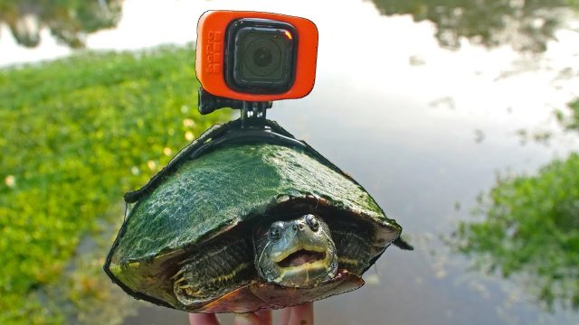 I Strapped a GoPro on Tank the Turtle!