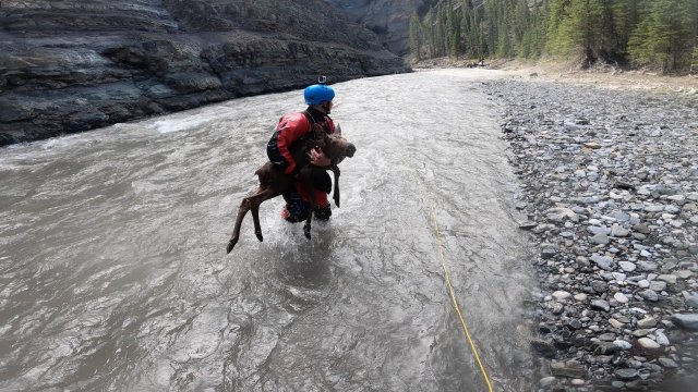 Kayakers rescue distressed moose calf from drowning