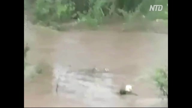 Mother dog jumps into floodwater to save her puppy in China