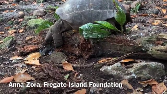A giant tortoise is caught hunting and eating a baby bird