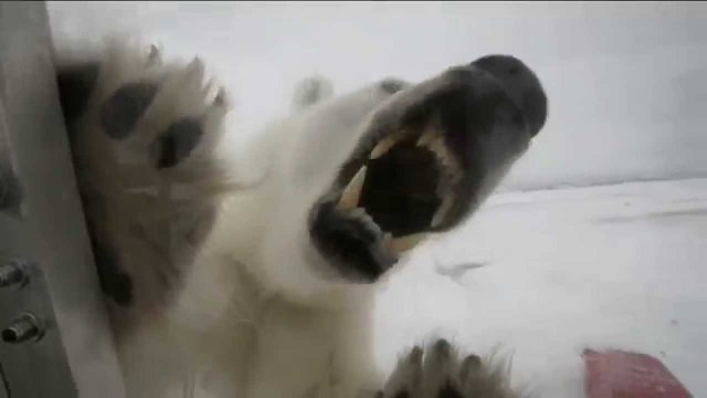 Incredible footage of cameraman and hungry polar bear
