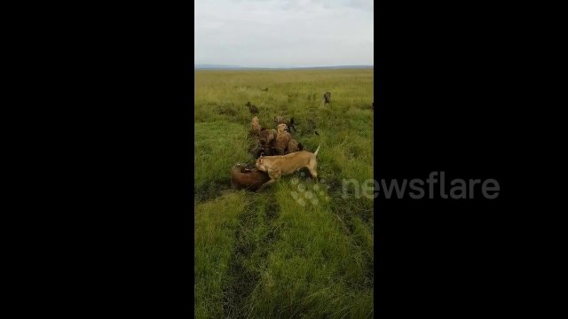 Incredible footage of a lioness pride taking down a pack of hyenas