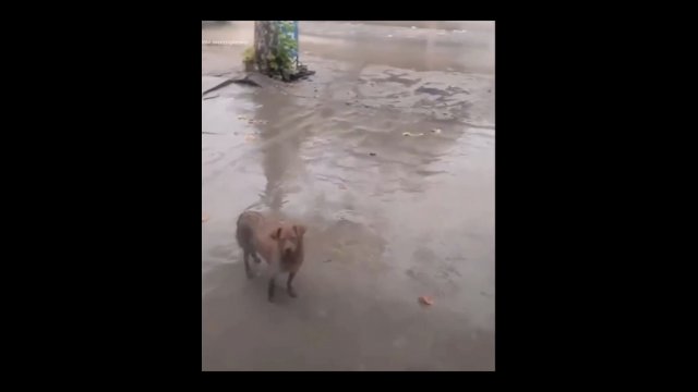 Mother dog asks a man to help her babies in heavy rain [VIDEO]