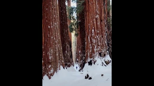 Giant Sequoias with human for scale