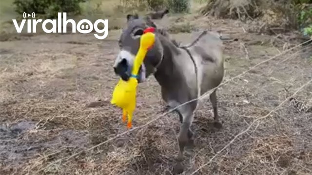 Giant Screaming Chicken Makes Donkey's Day [VIDEO]