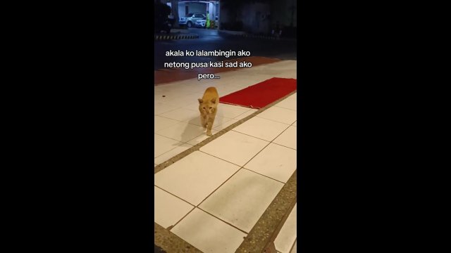 It’s always the orange cats [VIDEO]