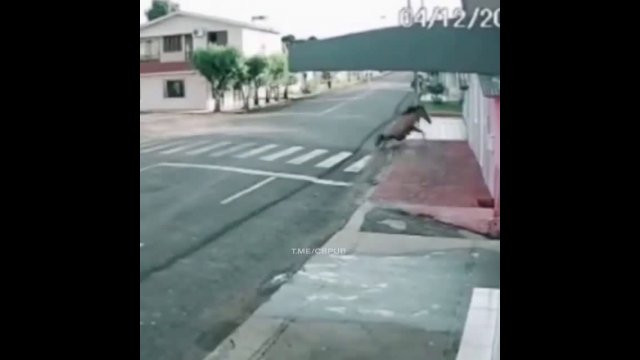 Yet another Mustang crashes into building trying to show off.