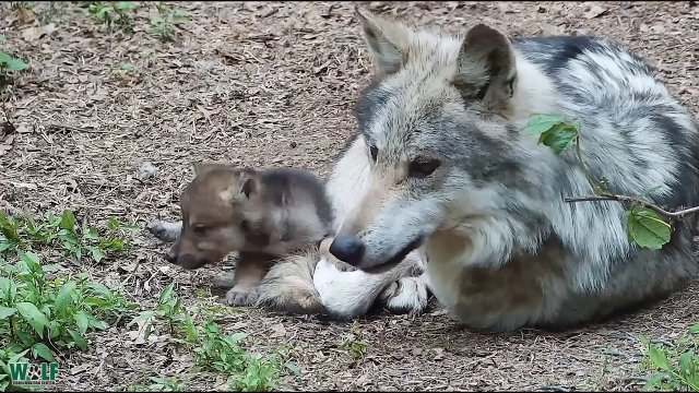 Wolf Dad Grows Grumpy Around Relentless and Adorable Pups