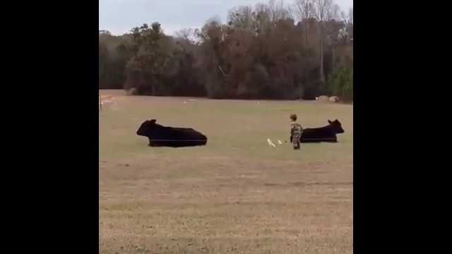 Guy bets kid $20 he can't sneak up on steer and jump on it's back.