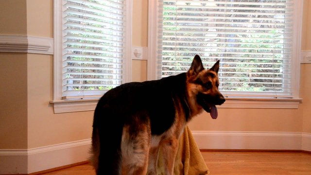Smart German Shepherd:  Twitch Letting Sophie Out of Her Kennel