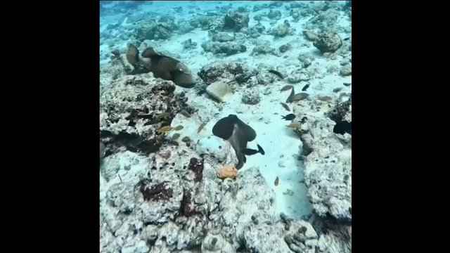 Octopus utilizes all its skills to escape from Triggerfish [VIDEO]