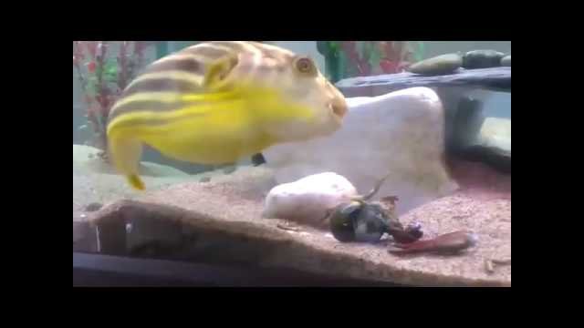 Puffer fish gets pinched by shrimp then goes nuts