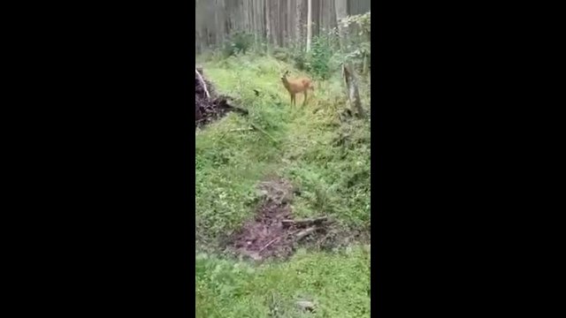 Deer showed what he can do