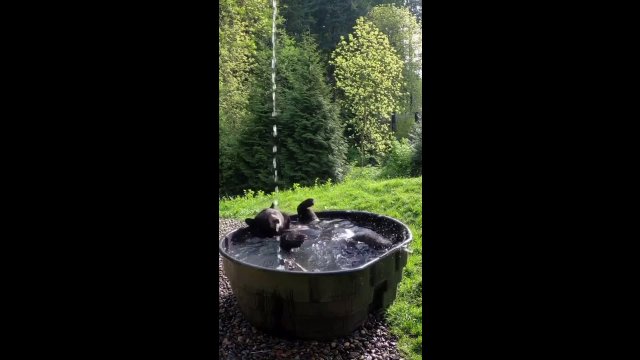 Even a bear has a jacuzzi in the forest