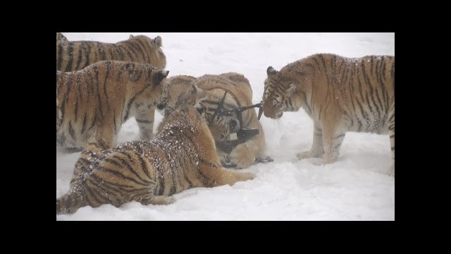 Chubby Siberian Tigers Hunt Electronic Bird of Prey [VIDEO]