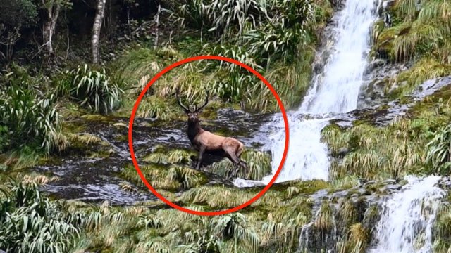 Elk falls off waterfall to her death at my feet!