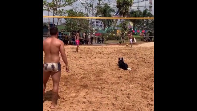 This dog playing volleyball is a sight to see [VIDEO]