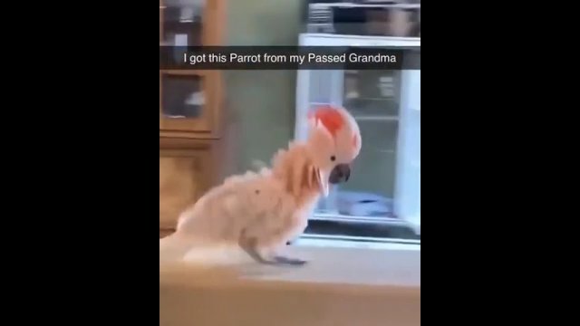 Grandma's laugh is eternal [VIDEO]