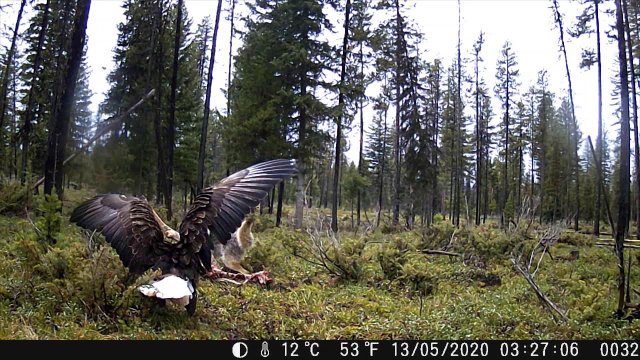 Coyote vs Eagle. The fight for food