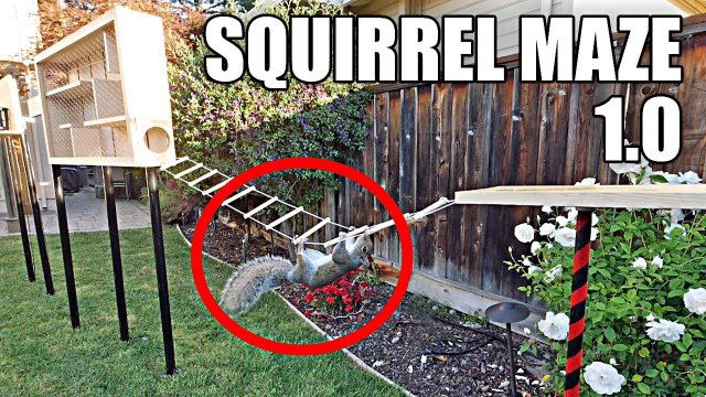 Backyard Squirrel Maze 1.0- Ninja Warrior Course